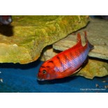 Labidochromis hongi sveden, pyszczaki, malawi, - 3 Labidochromis hongi sveden, pyszczaki, malawi, - 3