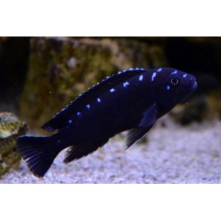 Pseudotropheus sp. Elongatus Neon Spot, pyszczaki, malawi, - 3