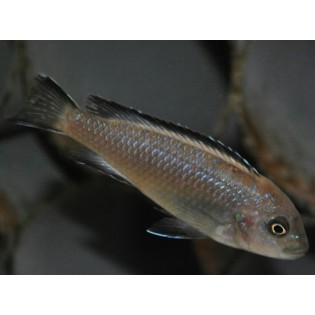 Pseudotropheus sp. Elongatus Neon Spot, pyszczaki, malawi, - 1 Pseudotropheus sp. Elongatus Neon Spot, pyszczaki, malawi, - 1
