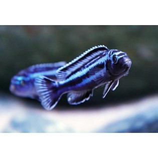 Pseudotropheus  Cyaneorhabdos "maingano", pyszczaki, malawi, - 1