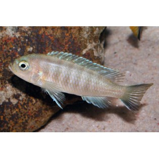 Pseudotropheus sp. "elongatus mpanga", pyszczaki, malawi, - 1 Pseudotropheus sp. "elongatus mpanga", pyszczaki, malawi, - 1