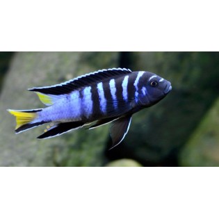 Pseudotropheus sp. "elongatus mpanga", pyszczaki, malawi, - 2