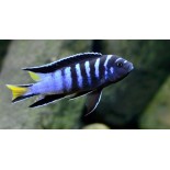 Pseudotropheus sp. "elongatus mpanga", pyszczaki, malawi, - 2 Pseudotropheus sp. "elongatus mpanga", pyszczaki, malawi, - 2