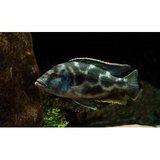 Nimbochromis livingstonii, pyszczaki, malawi, - 3
