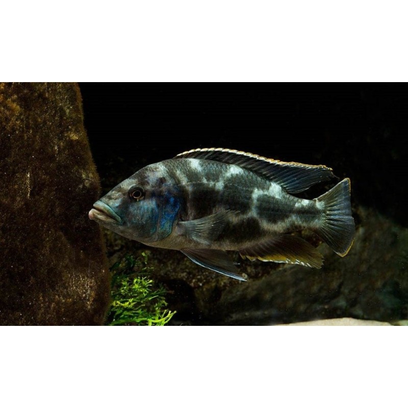 Nimbochromis livingstonii, pyszczaki, malawi, - 3