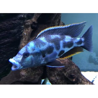 Nimbochromis livingstonii, pyszczaki, malawi, - 1 Nimbochromis livingstonii, pyszczaki, malawi, - 1