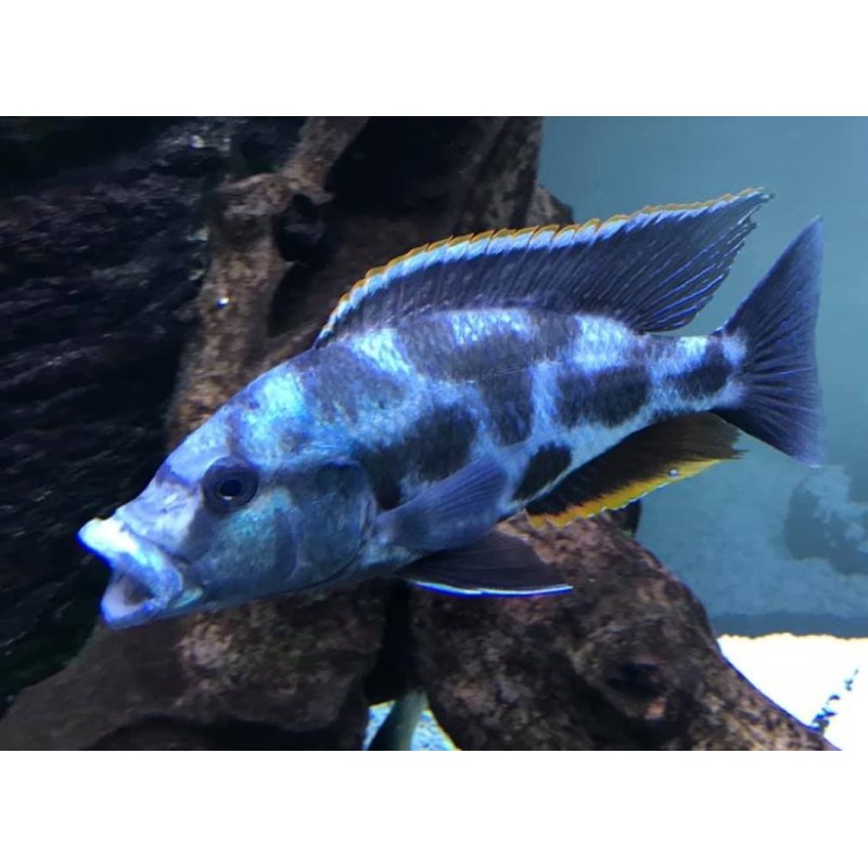 Nimbochromis livingstonii, pyszczaki, malawi, - 1