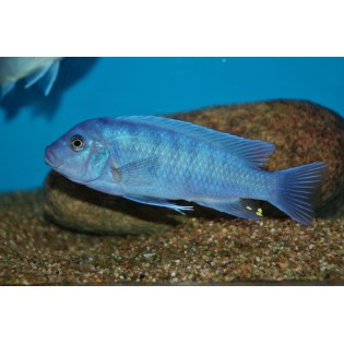 Metriaclima callainos, pyszczaki, malawi, - 2