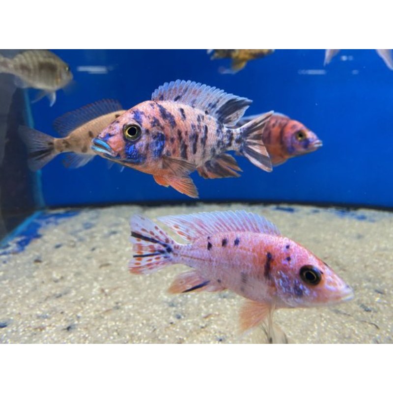 Aulonocara Marmelade Cat OB, Ryby, pyszczaki, malawi,