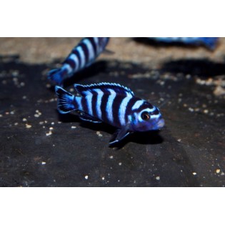 Chindongo demasoni, pyszczaki, malawi, - 2