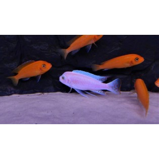 Metriaclima estherae, pyszczaki, malawi, - 2