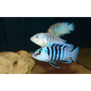 Labidochromis chisumulae, pyszczaki, malawi, - 2 Labidochromis chisumulae, pyszczaki, malawi, - 2