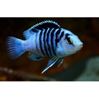 Labidochromis chisumulae, pyszczaki, malawi, - 1