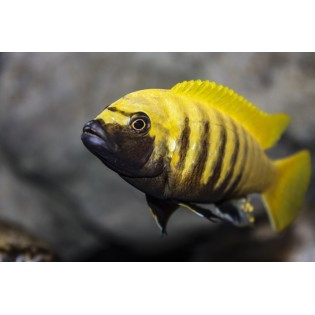 Metriaclima Zebra Gold Kawanga, pyszczaki, malawi, - 2