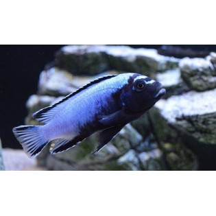 Metriaclima Membe Deep, pyszczaki, malawi, - 2