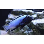Metriaclima Membe Deep, pyszczaki, malawi, - 2 Metriaclima Membe Deep, pyszczaki, malawi, - 2