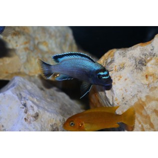 Metriaclima sp. Membe Deep – pyszczak Malawi