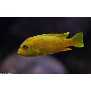 Metriaclima Membe Deep, pyszczaki, malawi, - 1 Metriaclima Membe Deep, pyszczaki, malawi, - 1