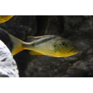 Buccochromis rhoadesii, pyszczaki, malawi, - 2