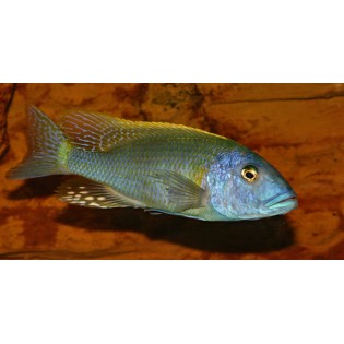 Buccochromis rhoadesii, pyszczaki, malawi, - 3 Buccochromis rhoadesii, pyszczaki, malawi, - 3