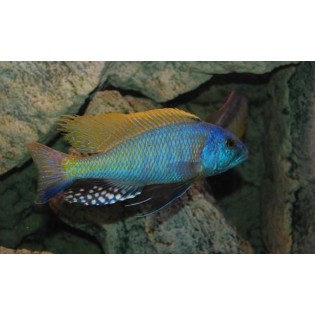 Buccochromis rhoadesii, pyszczaki, malawi, - 1
