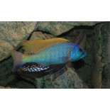 Buccochromis rhoadesii, pyszczaki, malawi, - 1 Buccochromis rhoadesii, pyszczaki, malawi, - 1