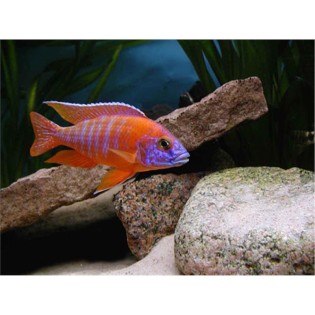 Aulonocara sp. „Red Rubin”, pyszczaki, malawi, - 2
