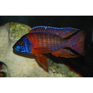 Aulonocara sp. „Red Rubin”, pyszczaki, malawi, - 1 Aulonocara sp. „Red Rubin”, pyszczaki, malawi, - 1