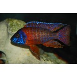 Aulonocara sp. „Red Rubin”, pyszczaki, malawi, - 1 Aulonocara sp. „Red Rubin”, pyszczaki, malawi, - 1