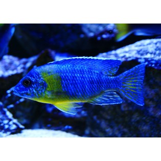 Aulonocara sp. Maulana, pyszczaki, malawi, - 1