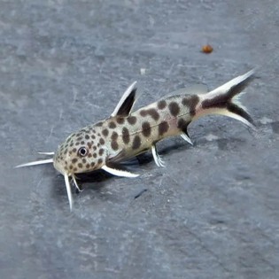Synodontis petricola Tanganika – ryba denna do akwarium