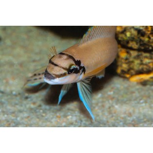 Chalinochromis brichardi ,,BLACK MASK", tanganika, - 1