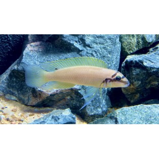 Chalinochromis brichardi ,,BLACK MASK", tanganika, - 2 Chalinochromis brichardi ,,BLACK MASK", tanganika, - 2