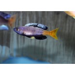CYPROCHROMIS LEPTOSOMA KITUMBA, Ryby, tanganika - 1 CYPROCHROMIS LEPTOSOMA KITUMBA, Ryby, tanganika - 1
