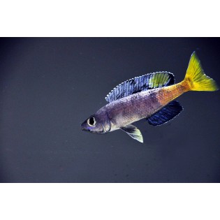 CYPROCHROMIS  LEPTOSOMA KITUMBA, Ryby, tanganika - 2 CYPROCHROMIS  LEPTOSOMA KITUMBA, Ryby, tanganika - 2
