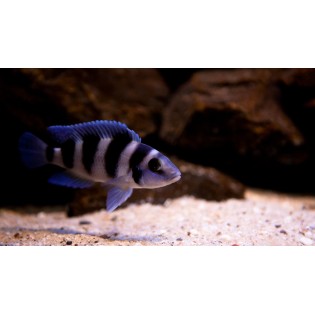 Neolamprologus tretocephalus, Ryby, tanganika, - 1