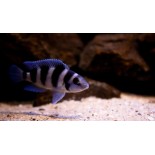 Neolamprologus tretocephalus, Ryby, tanganika, - 1 Neolamprologus tretocephalus, Ryby, tanganika, - 1
