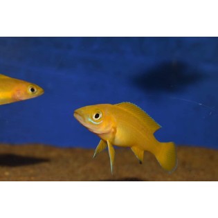 Neolamprologus leleupi, tanganika, - 1 Neolamprologus leleupi, tanganika, - 1