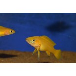 Neolamprologus leleupi, tanganika, - 1