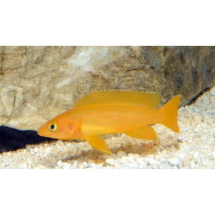 Neolamprologus leleupi, tanganika, - 2