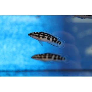 Julidochromis transcriptus, tanganika, - 1