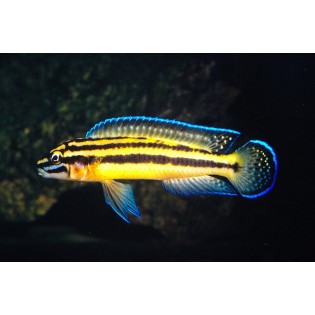 Julidochromis regani "KIPILI", tanganika, - 1