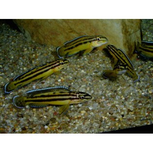 Julidochromis regani "KIPILI", tanganika, - 3 Julidochromis regani "KIPILI", tanganika, - 3