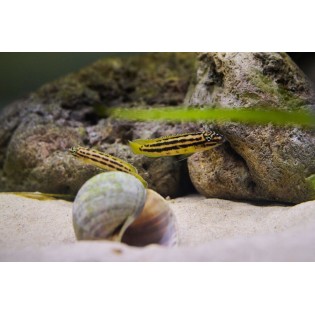 Julidochromis regani "KIPILI", tanganika, - 2