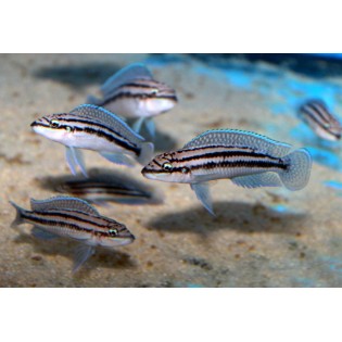 Julidochromis dickfeldi, tanganika, - 1