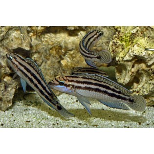 Julidochromis dickfeldi, tanganika, - 2 Julidochromis dickfeldi, tanganika, - 2