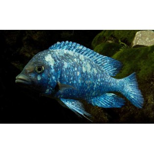 Placidochromis phenochilus Tanzania, pyszczaki, malawi - 2