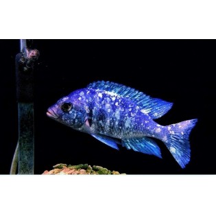 Placidochromis phenochilus Tanzania – niebieska ryba z jeziora Malawi
