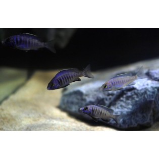 Placidochromis phenochilus Tanzania, pyszczaki, malawi - 1 Placidochromis phenochilus Tanzania, pyszczaki, malawi - 1