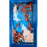 Karasie Shubunkin 10–12 cm – ryby ozdobne do oczka wodnego i stawu